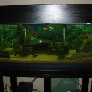 This is my 90 gallon tank that I built from scratch. I also built the stand and the hood.