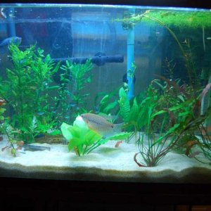This is a full frontal view of my 29 gal planted tank.  Tank is stocked with all the plants I will put in it, only thing I will do now is replant the 