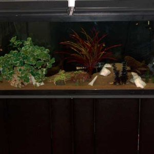 Here's my shark, eels, and loaches tank.