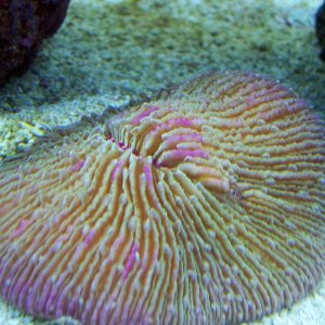 plate coral short tentacle med