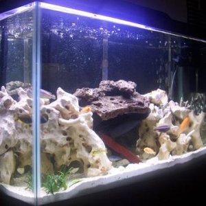 29g AGA Oak Trim Tank
Cascade 500 Canister Filter (filled with only Ceramic Rings)
Penguin Bio-Wheel
T-5 30 Inch 10,000k Daylight and Actinic 03 Blue
