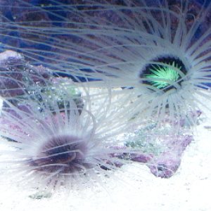 tube anemone corner closer