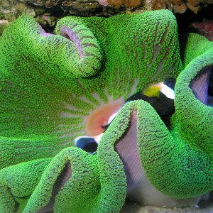 Electric green Carpet Anemone with black Saddle Back clownfish.