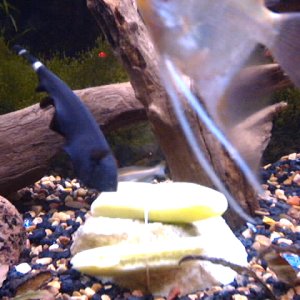 my black ghost knife. he likes to come out alot but he's so fast, that i can barely get a good pic of him.