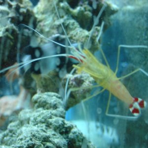 A blurry shrimp!