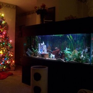 The Christmas tree has found a home. I think the fish like the flashing lights.