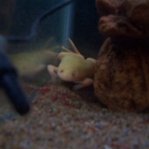 The biggest of two albino african clawed frogs pigging out on her bloodworms.