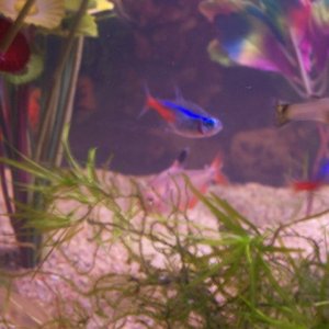 Neon tetras showing their full colors.
