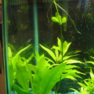 i just bought an amazon sword from my local fish store and it was 10 bucks but that is only 1/3 of the plant. i split it up and the runner has 3 more 