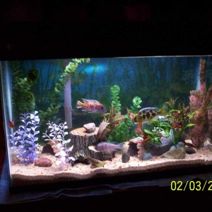 my aquarium 0341 med