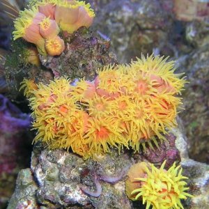 Sun coral, Tubastraea sp.