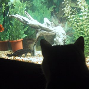 cat and fish med