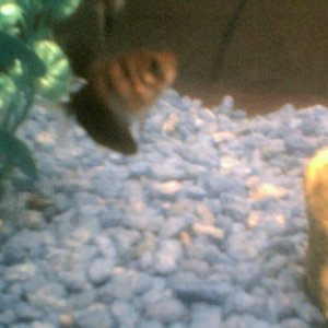 Black Tetra. Sorry about the low quality, I'm stuck with this cheap Wal Mart 'digital' camera for now.
