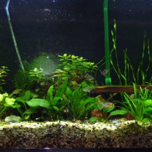 My 55 gallon with a mix of tetras, corys, and dwarf cichlids.