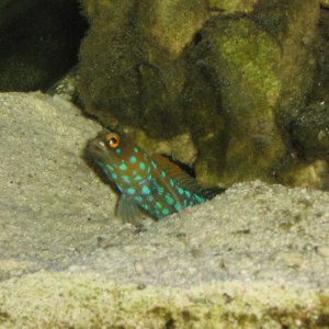 Like a kid with ice cream all over their mouth, my blue spot jawfish has gravel on his face...