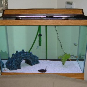 This is my 65 Gallon Fresh Water, I have a Ehiem Canister Filter, It Houses 2 Orange Chromide, 1 Tea-cup Stingray, 2-Neon Blue Dwarf Gourami , 1
fresh