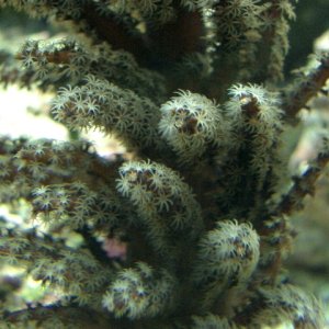 Christmas Tree Coral with open polyps.

Studeriotes spp.