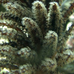 Christmas Tree Coral with open polyps