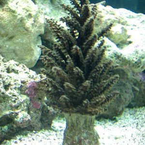 christmas tree coral   full view med