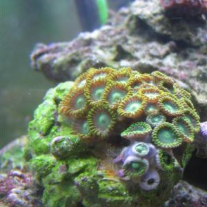 Awesome frag of Neon Zoos