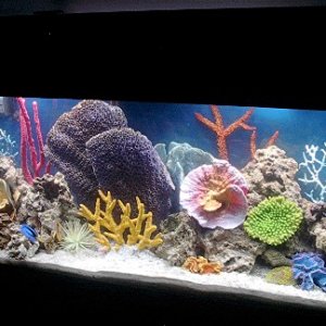 55 gallon with artificial coral.