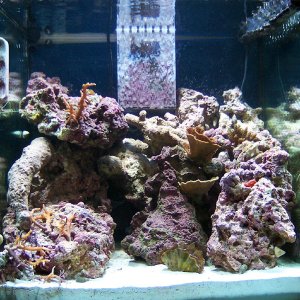 58 Gal reef with overflow and MH lighting