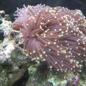 Torch Coral