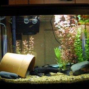 Our "free" pl*co and his free 20 gallon tank!