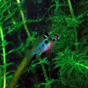 Female GBR with pearling plants...