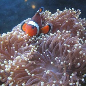 Clown hosting torch coral