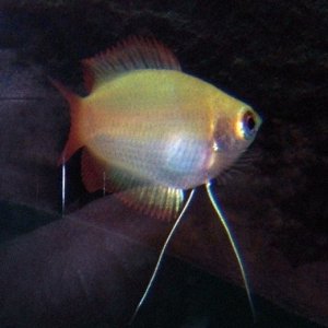 LFS calls this a Honey Gold Flame Gourami.

Can anyone confirm this?
