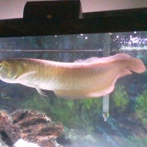 my 7 year old arowana...she is approximately 3 feet long.  Very healthy/expensive appetite!