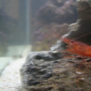 peppermint shrimp bein camera shy