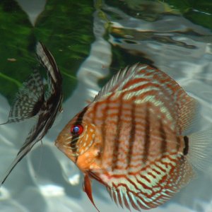 Gold Discus 
Approx Age: 6 months
Size: Toonie