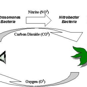 nitrogencycle med