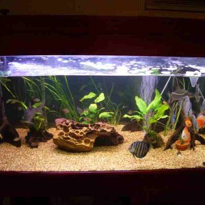 this is my community tank with multiple species, discus, pleco's, silver sharks, tetras and  ghost knife fish