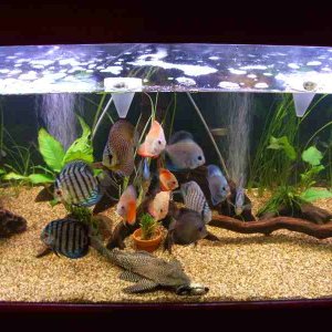 this is my community tank with multiple species, discus, pleco's, silver sharks, tetras and  ghost knife fish, pictus, fresh water mussels
