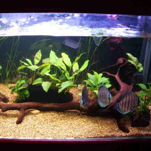 this is my community tank with multiple species, discus, pleco's, silver sharks, tetras and  ghost knife fish. pleco, fw messels