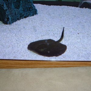 This is my Tea-cup Stingray in My 65 Gallon FW tank, no he does not have spots on him... my tank has water spots on the glass!!!