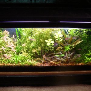 As title states this is a older pic of my planted 20 long. Most plants I still have except for the hygro. This was when my tank looked it's best. My g