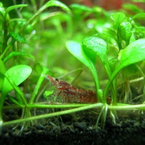 Common Name:
Red Cherry Shrimp

Scientific Name:
Neocaridina denticulata sinensis (red)

Size:
2.5-3.5cm

Temperature:
wide range, but best kept at 70