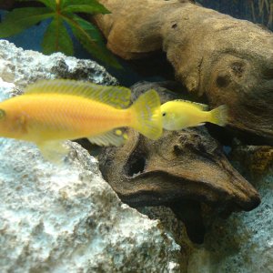 What is the orange cichlid called?