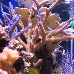Various SPS corals