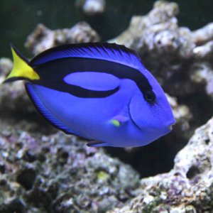 My blue tang - about 3.5 to 4 inches long.