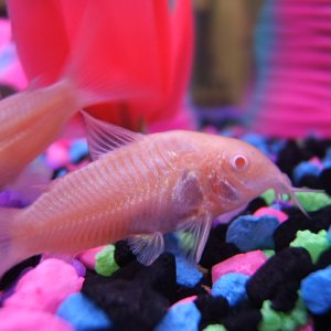 This is a close up of one of my two new albino cories. Great hardy fish for beginners.