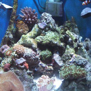 30g Reef at
3-4 months