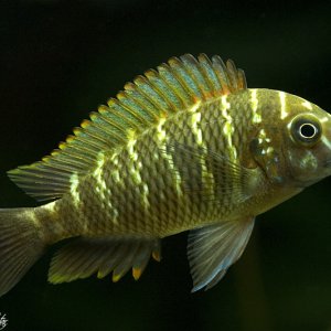 From:  	Verse914
Scientific name: Tropheus moorii Murago
Common name: Murago yellow
Background info: Tropheus should be kept in groups of at least 8-1