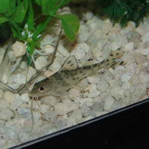 My 55gl designed for pictus cats. Two spotted pictus, two four-line pictus, 8 white skirt tetras, 8 serpae tetras and 1 apple snail. 

Completed stock