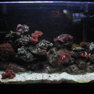 My 29 gallon reef tank, established about 4 years.