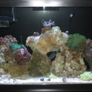 Tank Pictures 003